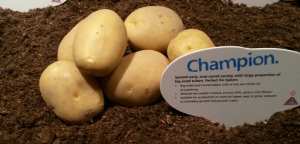 КОНСТАНС( Шампион), семена картофи